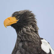 Steller's Sea Eagle