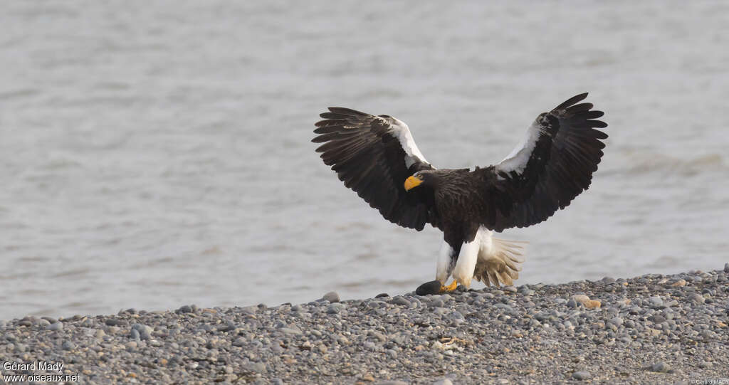 Steller's Sea Eagleadult, aspect