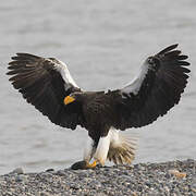 Steller's Sea Eagle