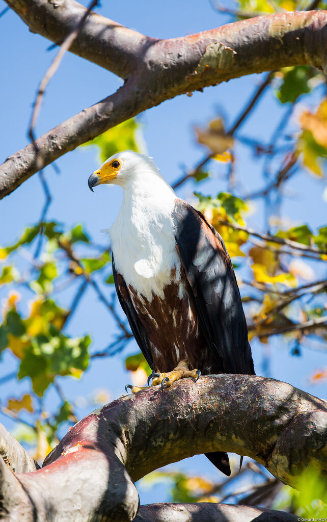 African Fish Eagle