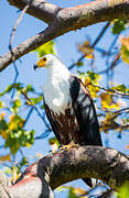 African Fish Eagle