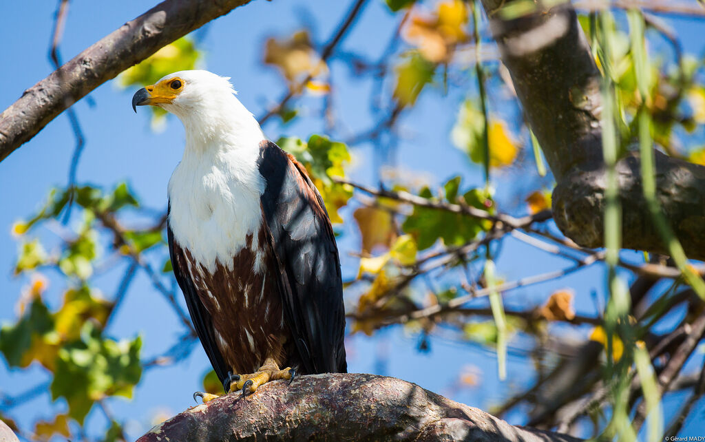 African Fish Eagle