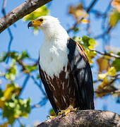 African Fish Eagle