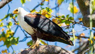 African Fish Eagle