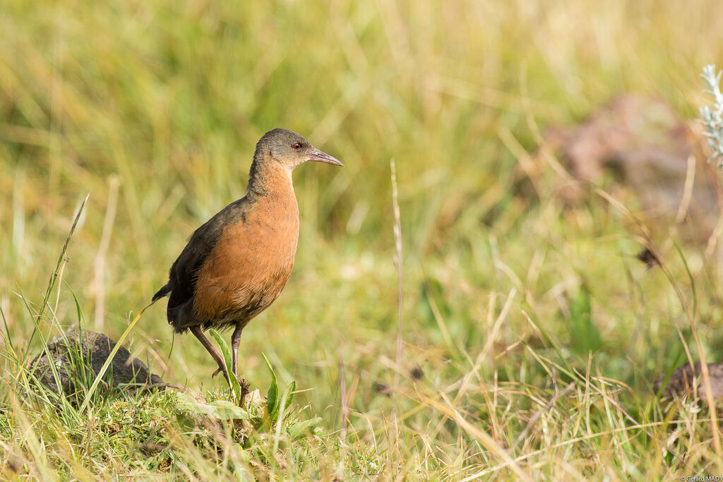 Rouget's Rail