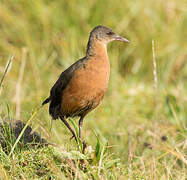 Rouget's Rail