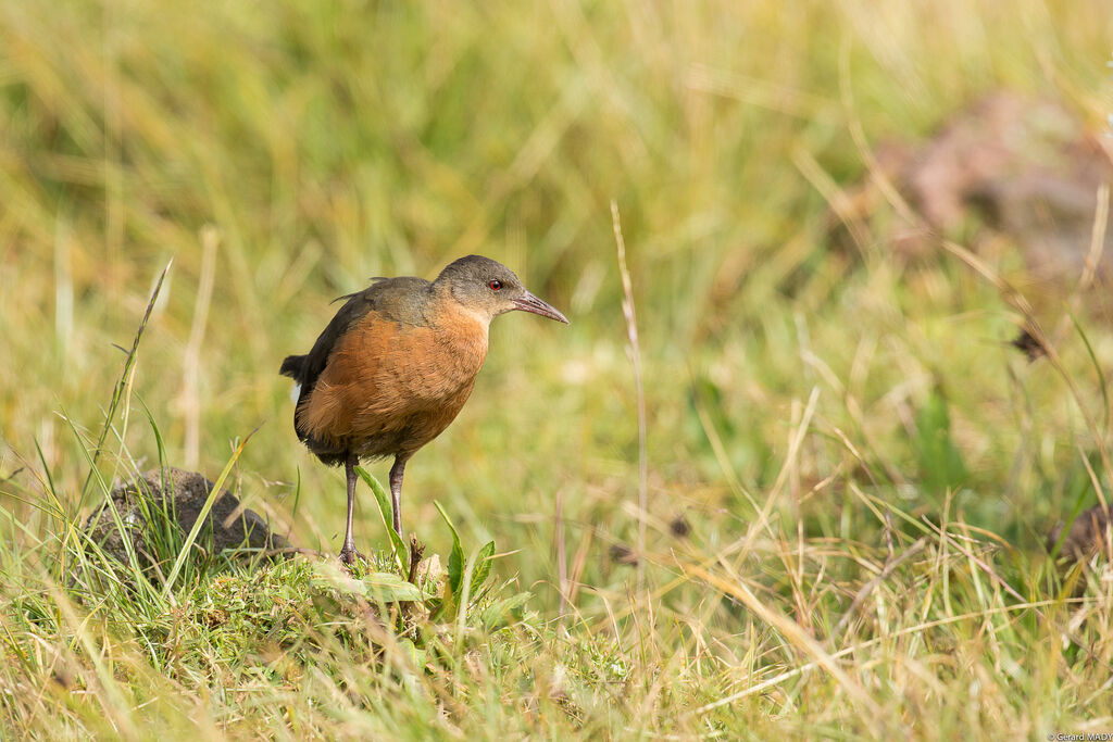 Rouget's Rail