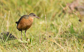 Rouget's Rail