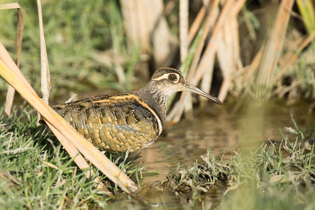 Greater Painted-snipe