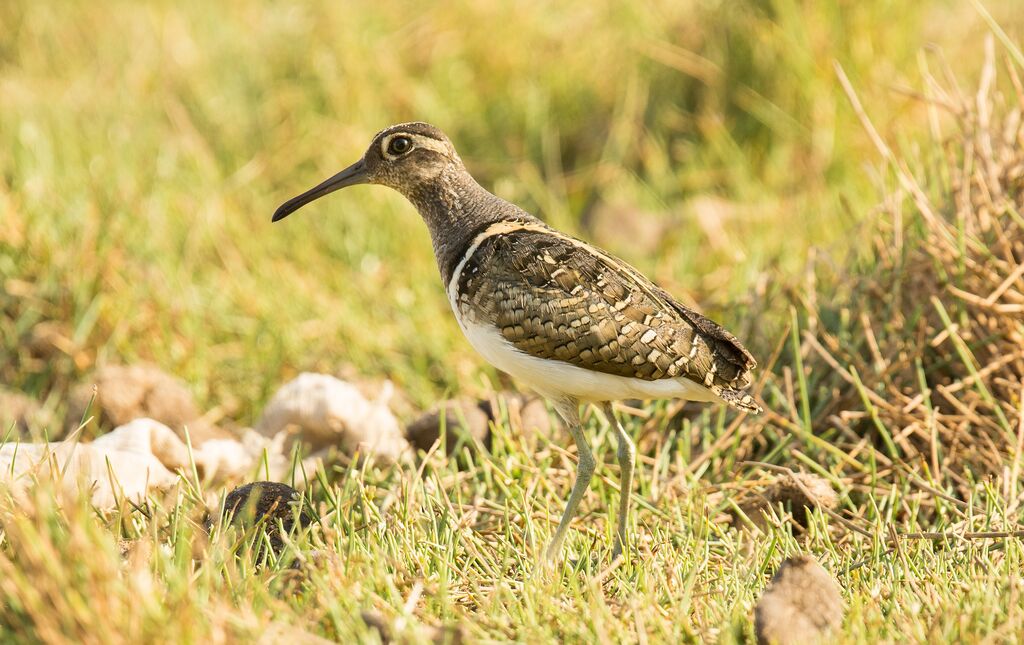 Greater Painted-snipe male adult, identification