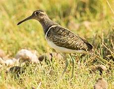 Greater Painted-snipe