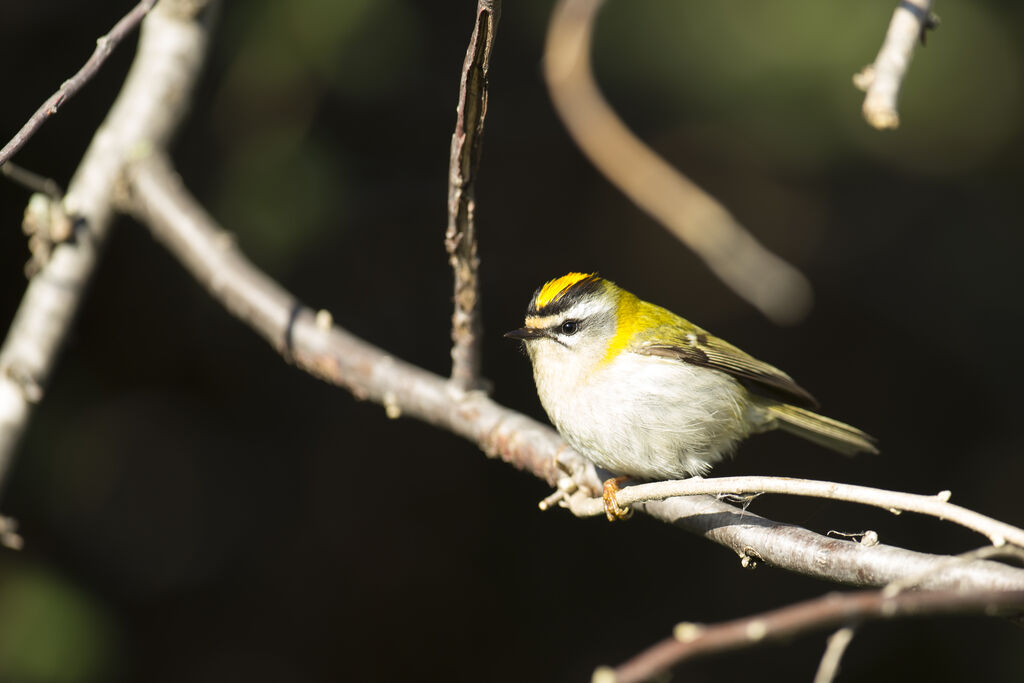 Common Firecrest