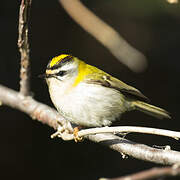 Common Firecrest