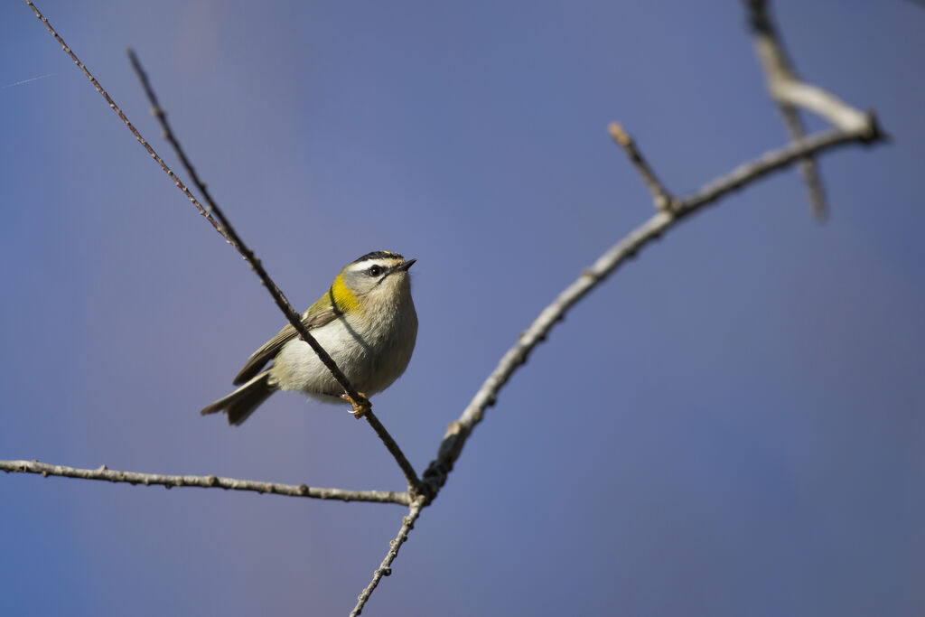 Common Firecrest