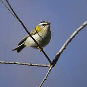 Common Firecrest