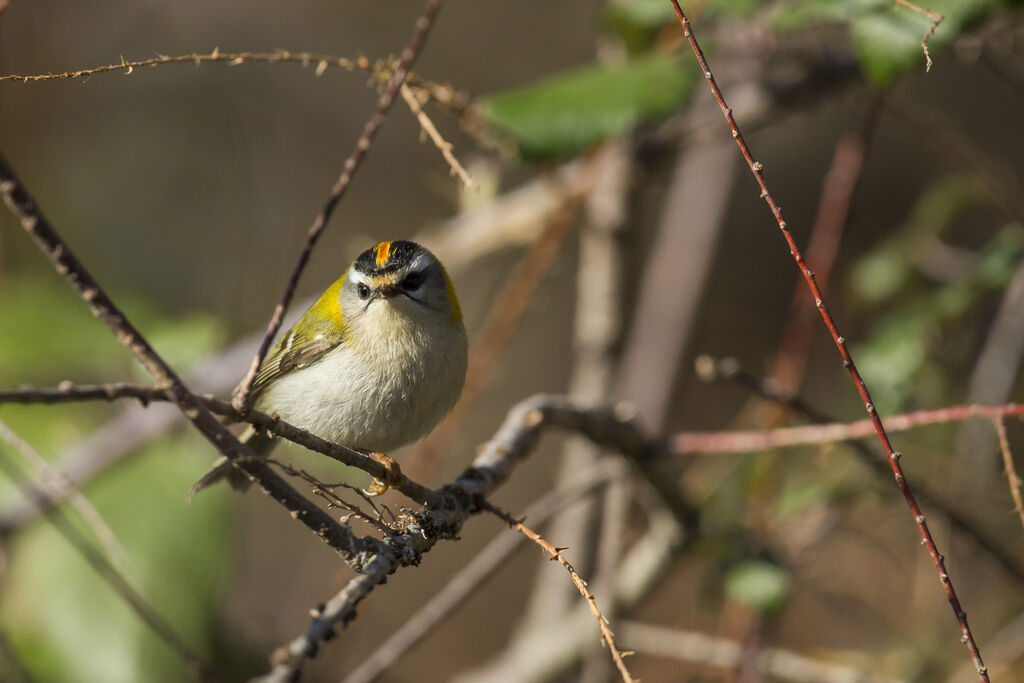 Common Firecrest