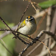 Common Firecrest