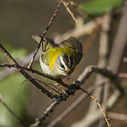 Common Firecrest