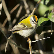 Common Firecrest