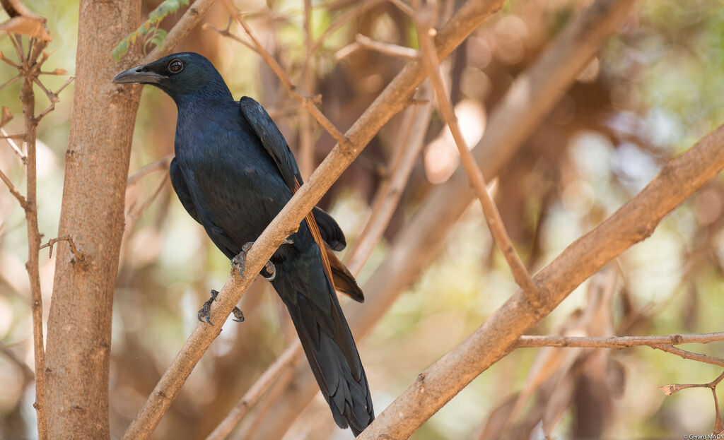 Red-winged Starling