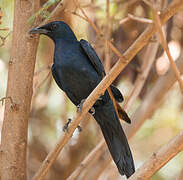 Red-winged Starling