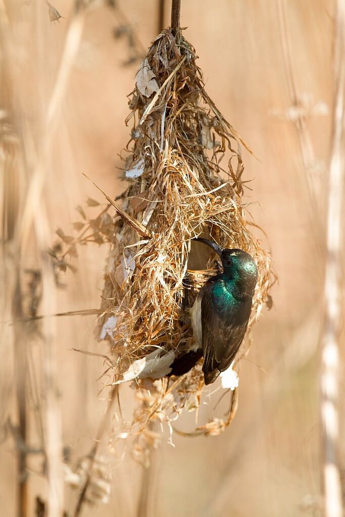 Souimanga Sunbird male