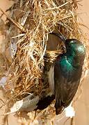 Souimanga Sunbird