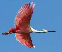 Roseate Spoonbill