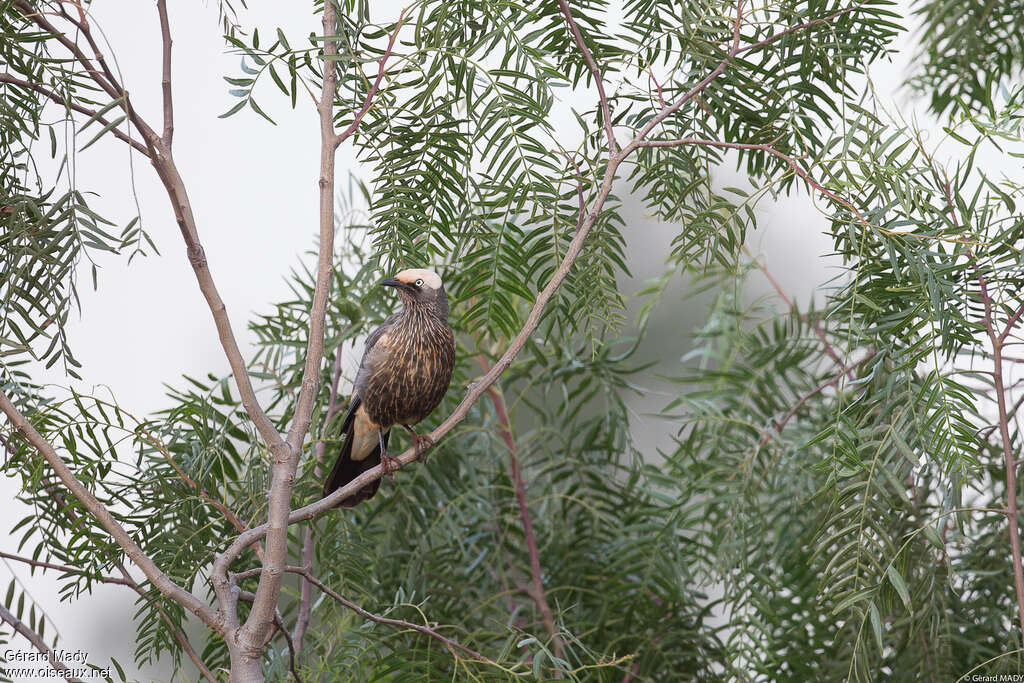 White-crowned Starlingadult