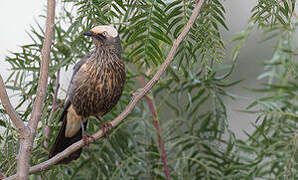 White-crowned Starling