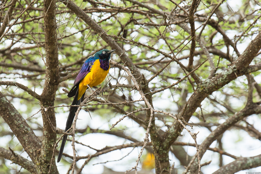 Golden-breasted Starling