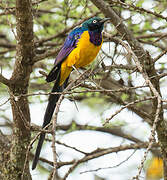 Golden-breasted Starling