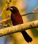 Silver-beaked Tanager