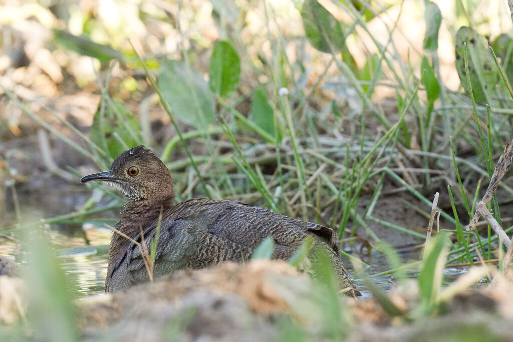 Undulated Tinamou