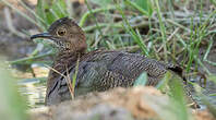 Tinamou vermiculé