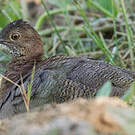 Tinamou vermiculé