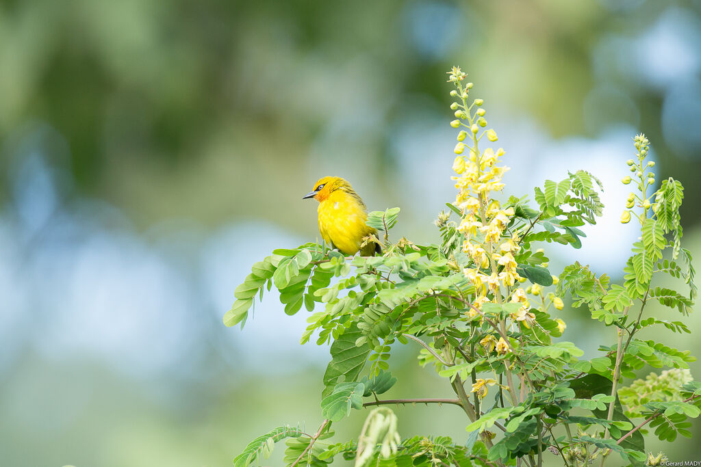 Spectacled Weaver