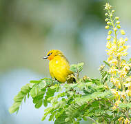 Spectacled Weaver