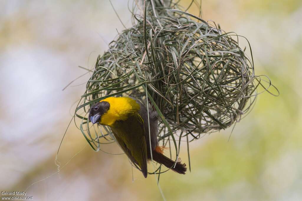 Nelicourvi Weaver male adult breeding, pigmentation, Reproduction-nesting