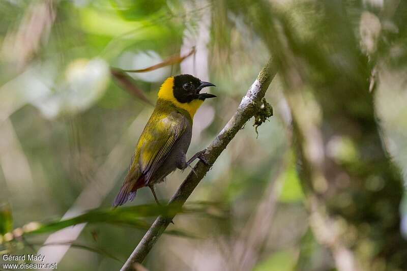 Nelicourvi Weaver male adult breeding, identification