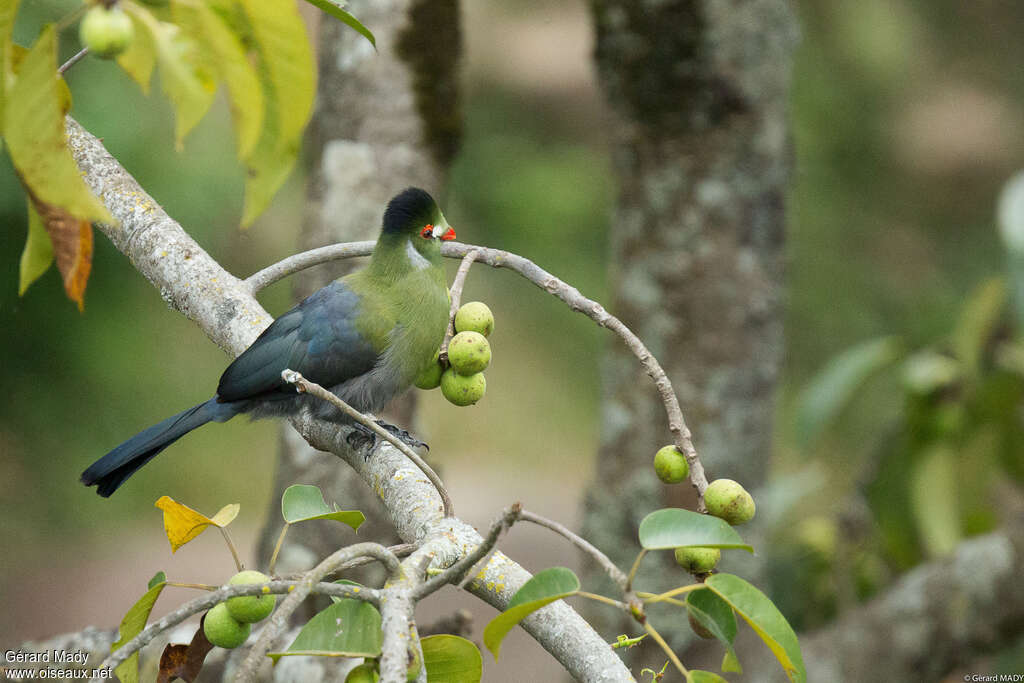 White-cheeked Turacoadult, feeding habits