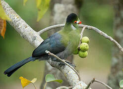 White-cheeked Turaco