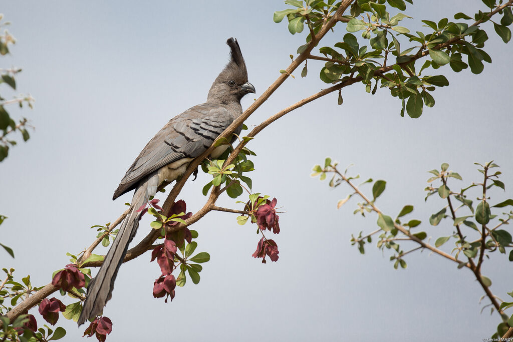 White-bellied Go-away-bird male