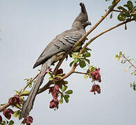 White-bellied Go-away-bird