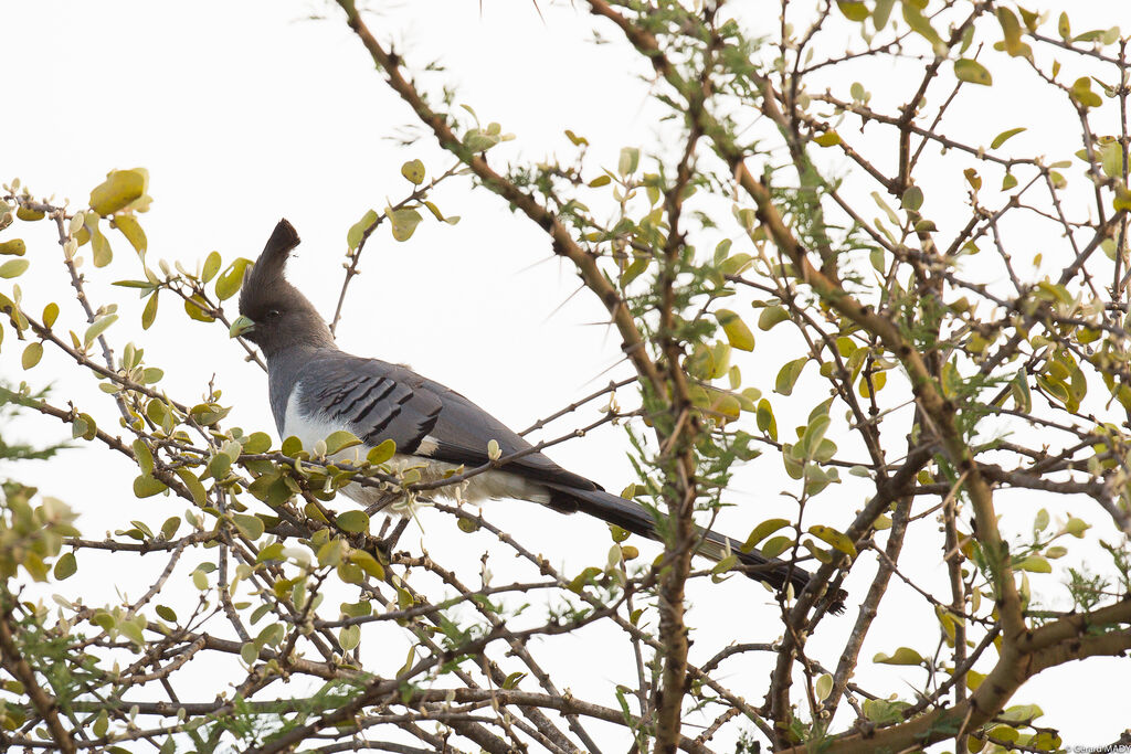 White-bellied Go-away-bird