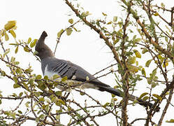 White-bellied Go-away-bird