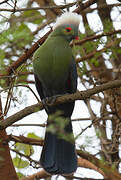 Ruspoli's Turaco