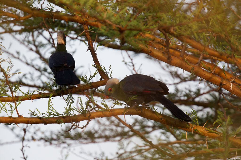 Ruspoli's Turaco