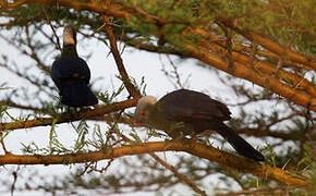 Ruspoli's Turaco