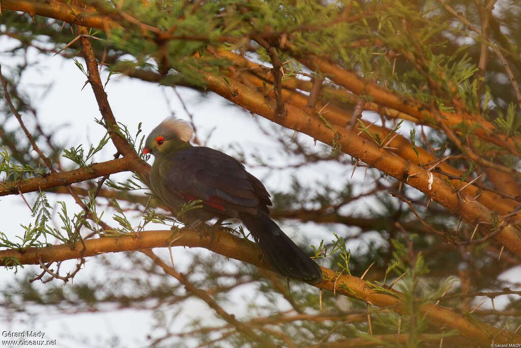 Touraco de Ruspoliadulte, identification